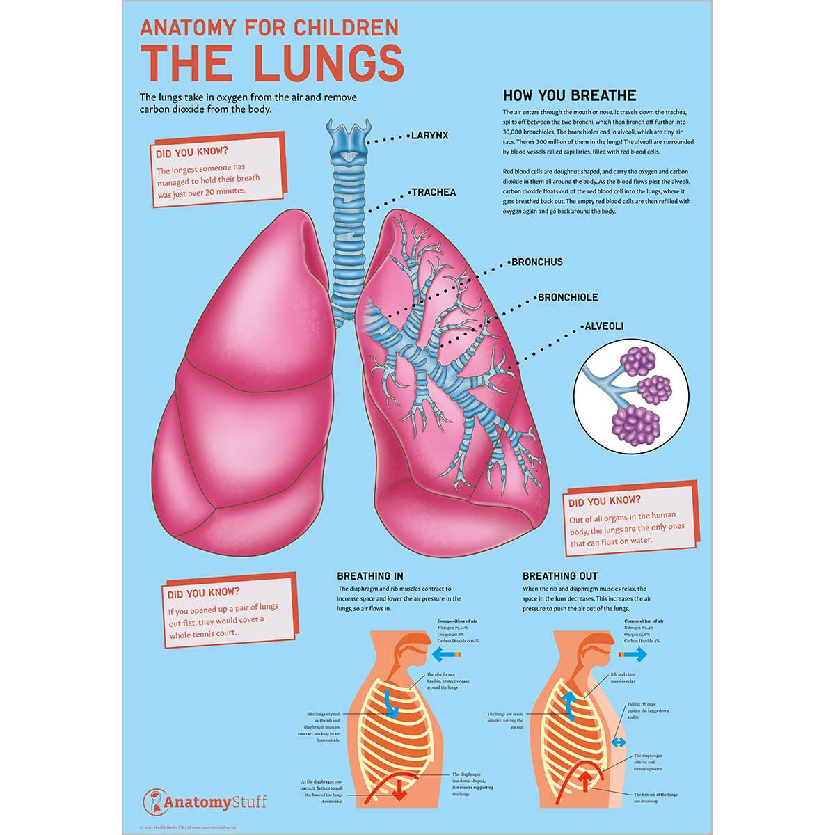 Anatomy for Children The Lungs Poster