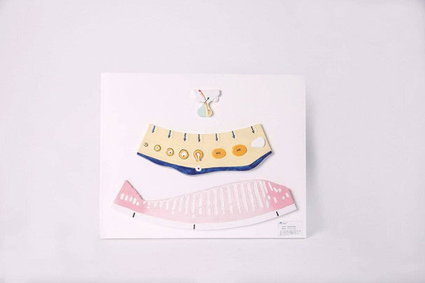 Menstrual Cycle Demonstration Model