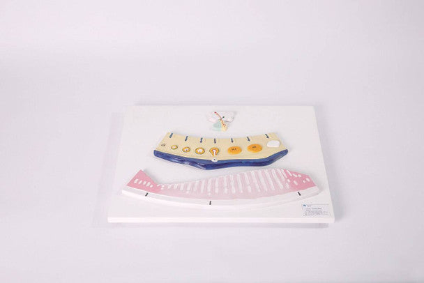 Menstrual Cycle & Reproduction Demonstration Model