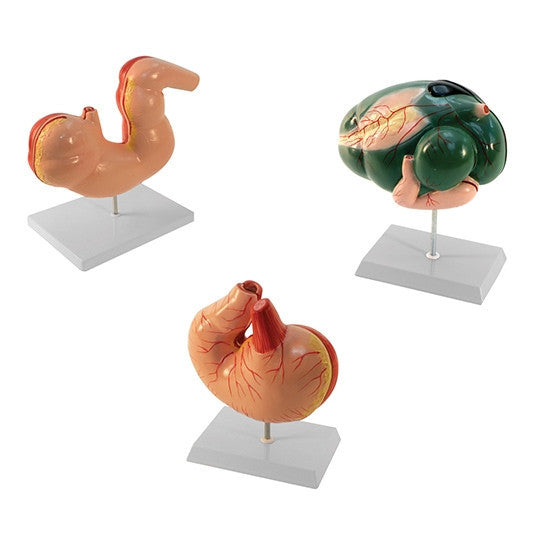 Animal Digestive System Models Package