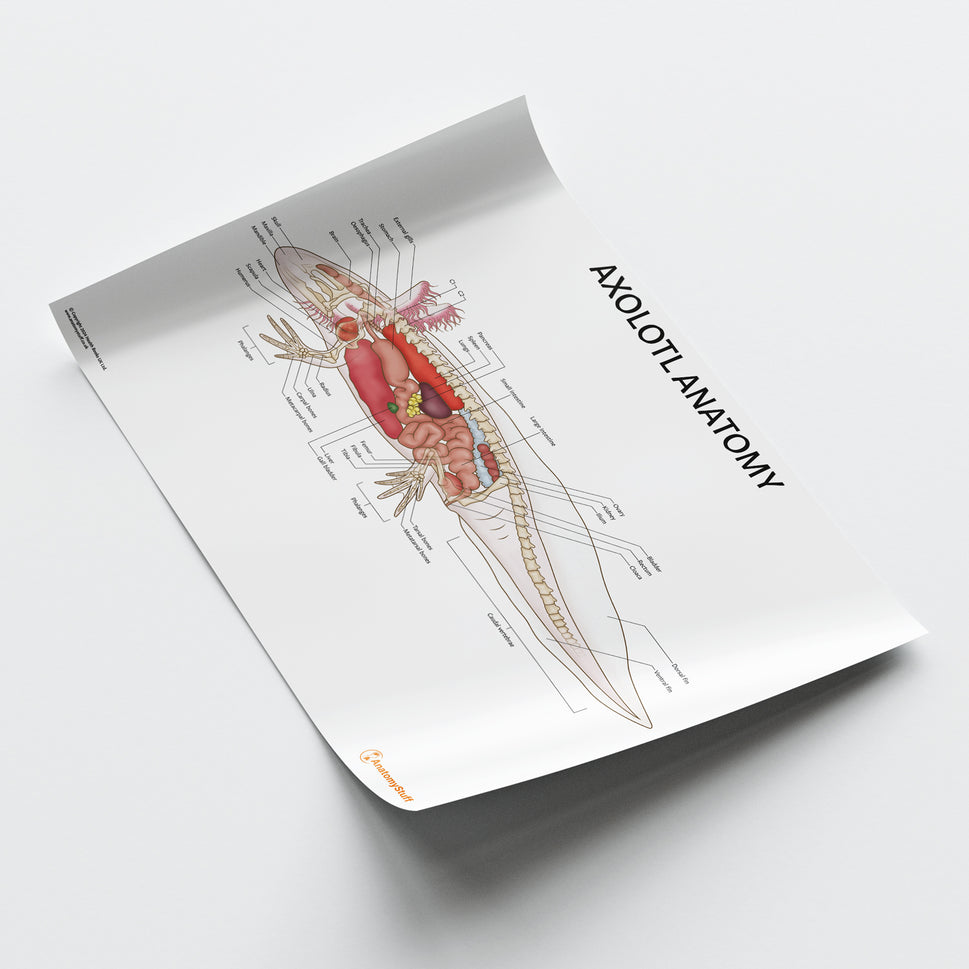Axolotl Anatomy Chart / Poster