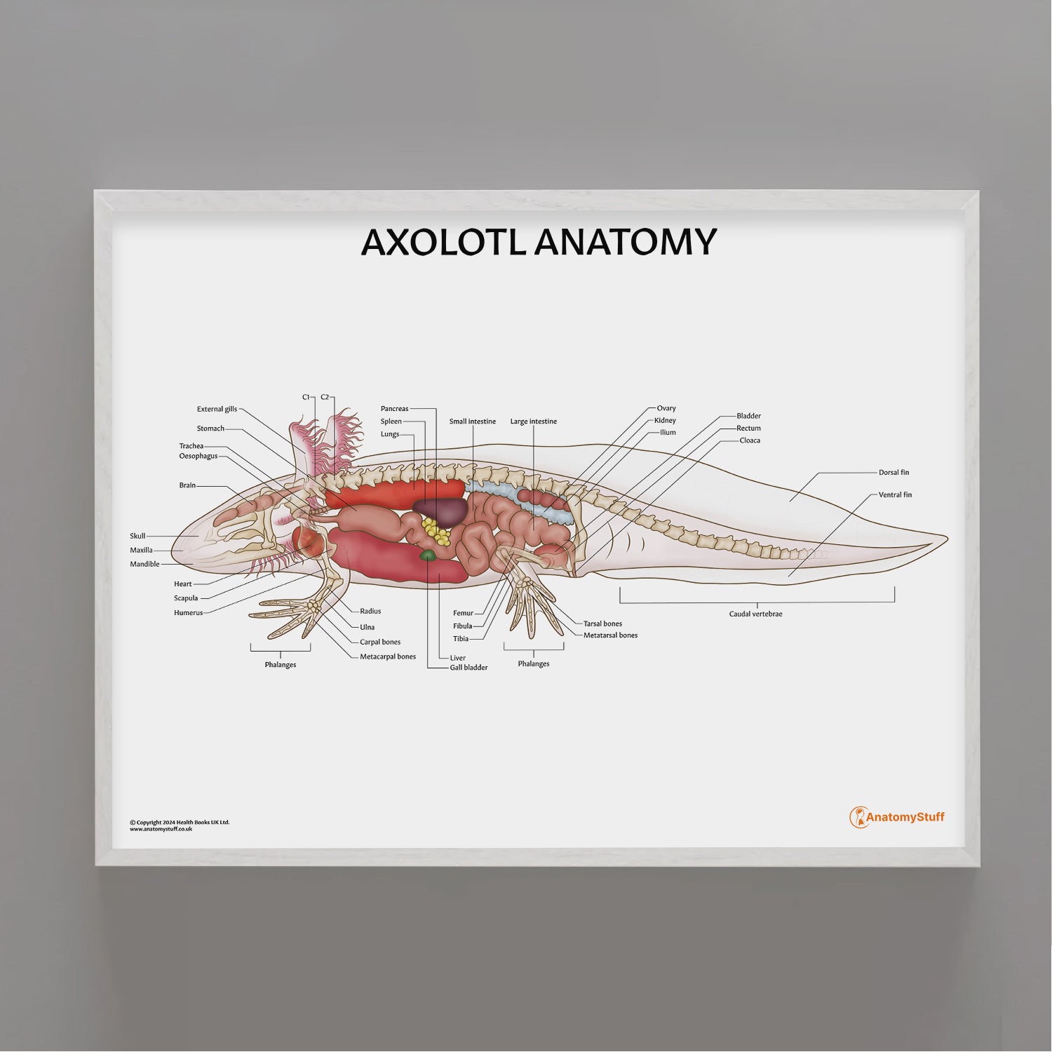 Axolotl Anatomy Chart / Poster