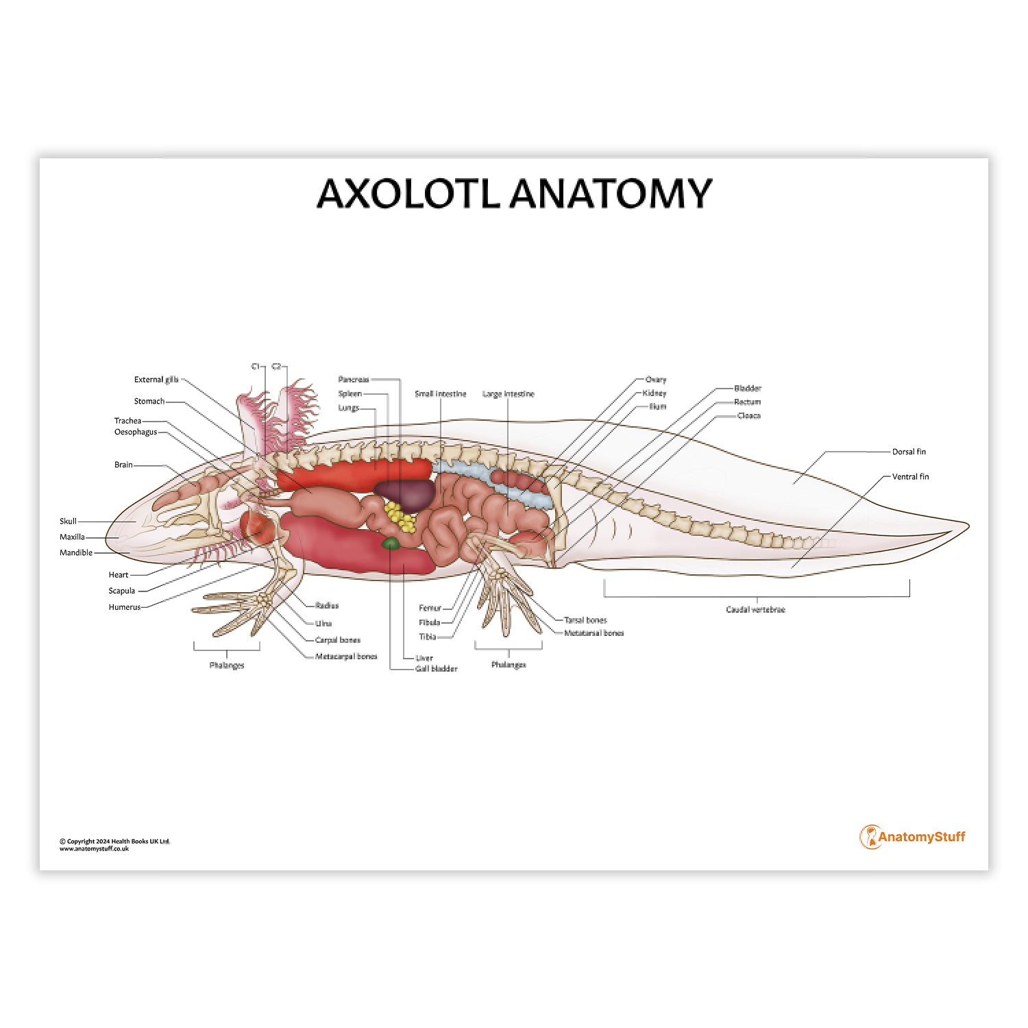 Axolotl Anatomy Chart / Poster
