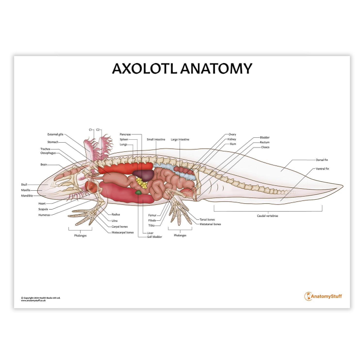 Axolotl Anatomy Chart / Poster - Part of Collection