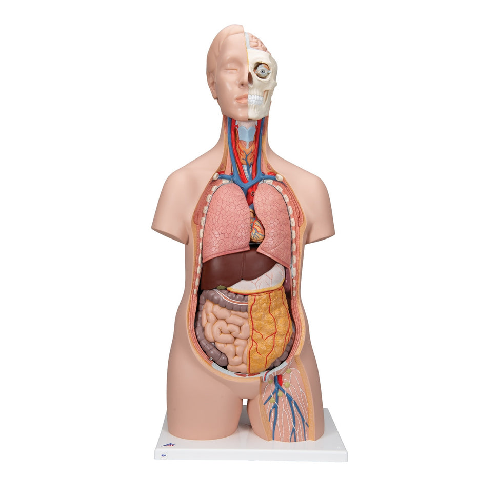 Classic Unisex Torso Model (12 part)
