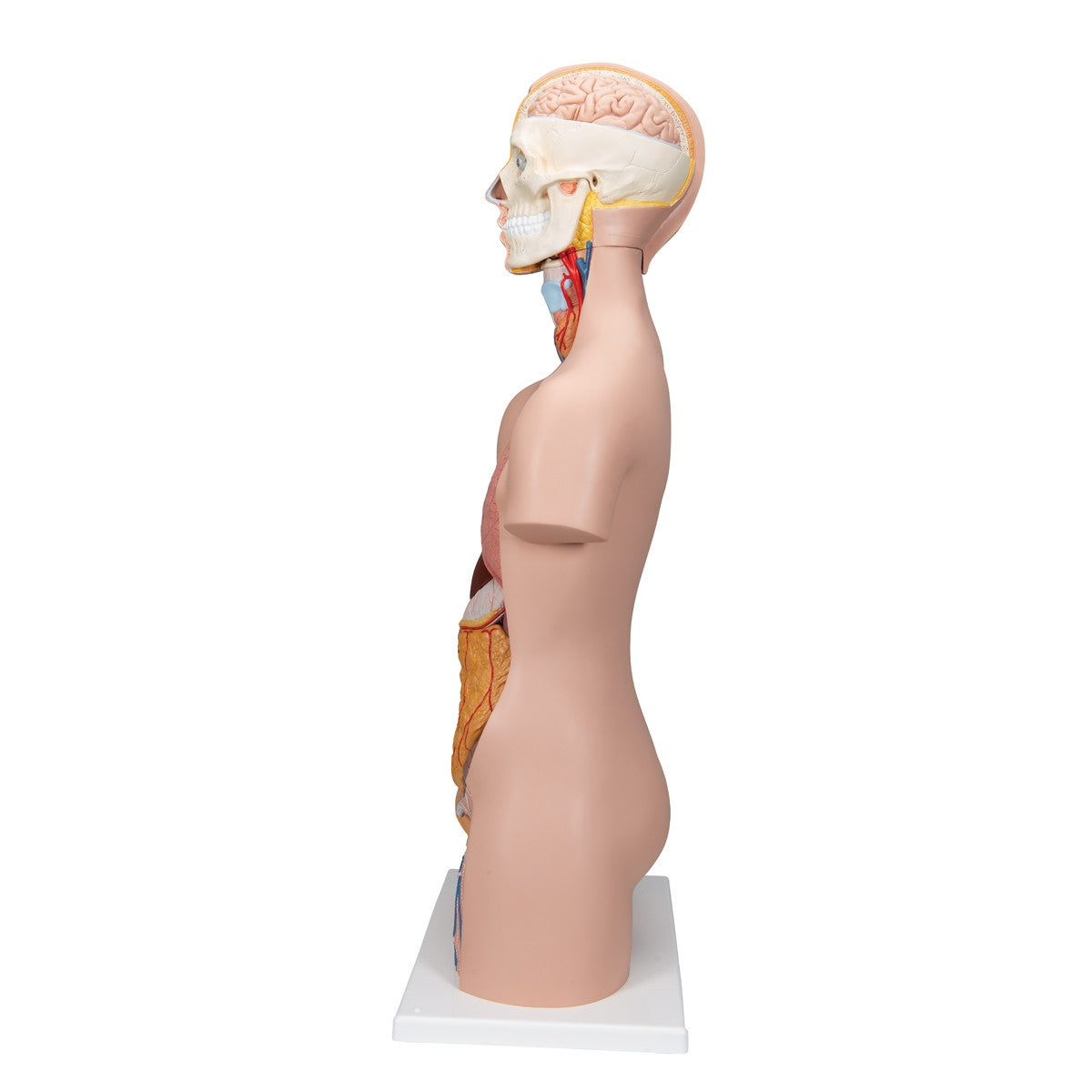 Classic Unisex Torso Model (12 part)