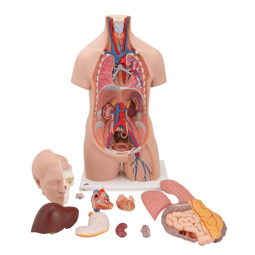 Classic Unisex Torso Model (12 part)