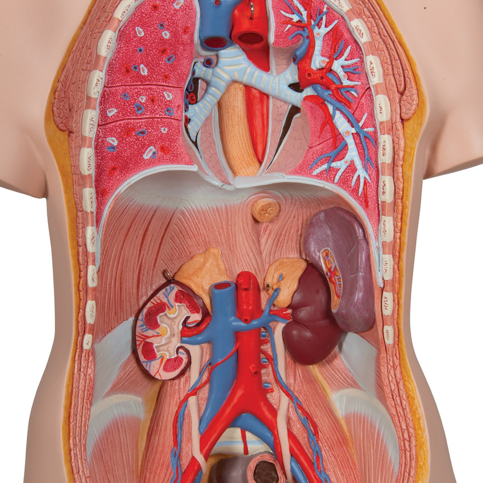 Classic Unisex Torso Model (12 part)