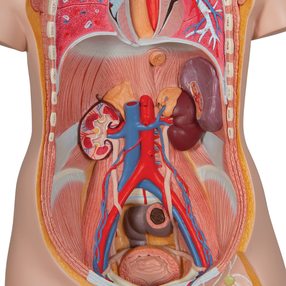 Classic Unisex Torso Anatomy Model (16 part)