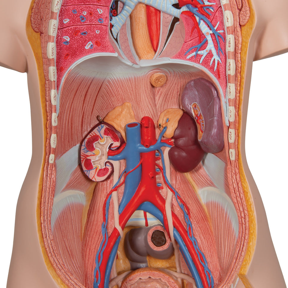 Classic Unisex Torso Model with Open Back (21 part)