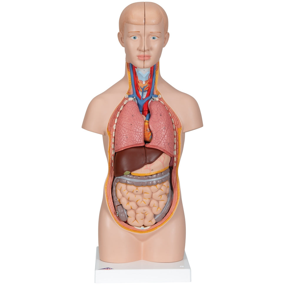 Mini Torso Anatomy Model (12 part)