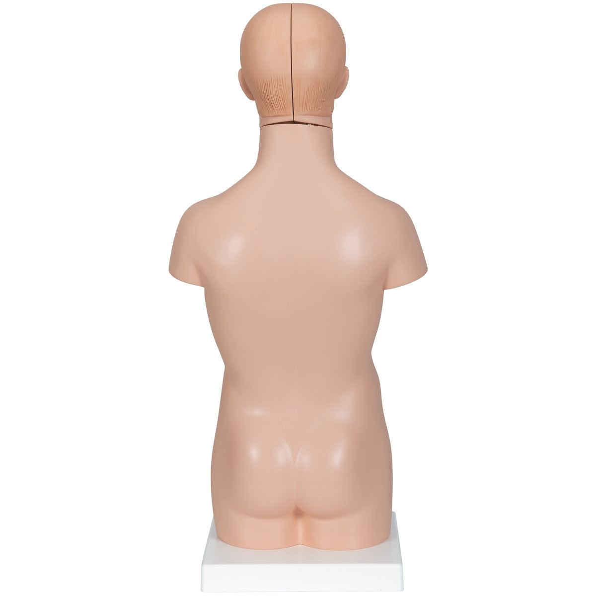 Mini Torso Anatomy Model (12 part)