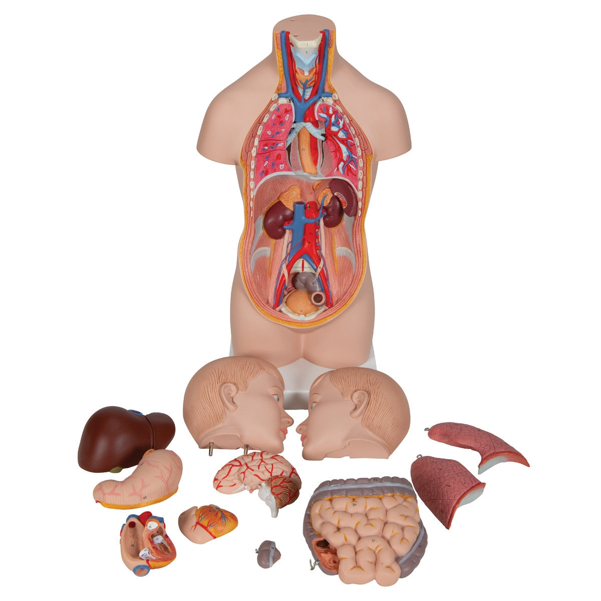 Mini Torso Anatomy Model (12 part)