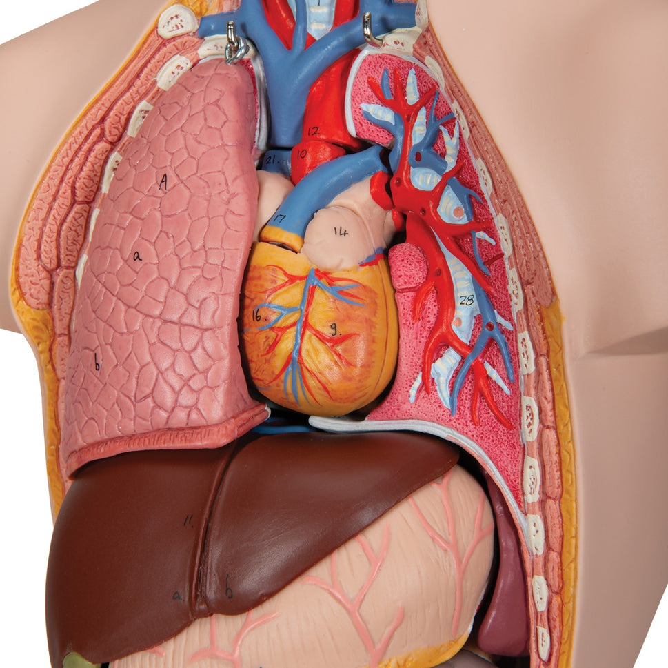 Mini Torso Anatomy Model (12 part)