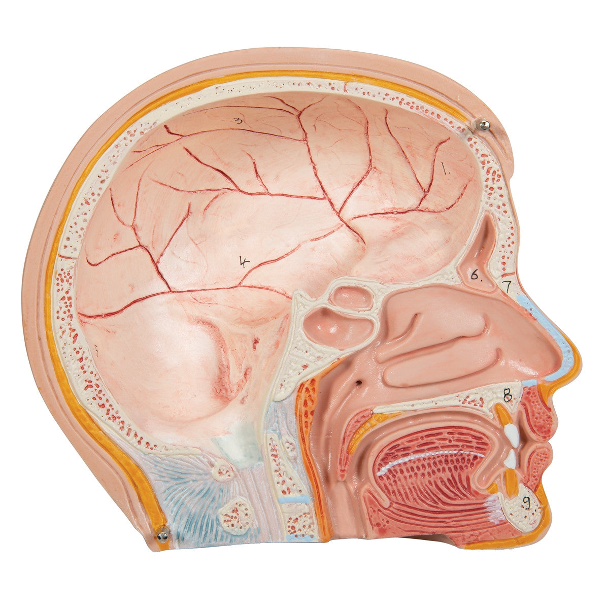 Mini Torso Anatomy Model (12 part)