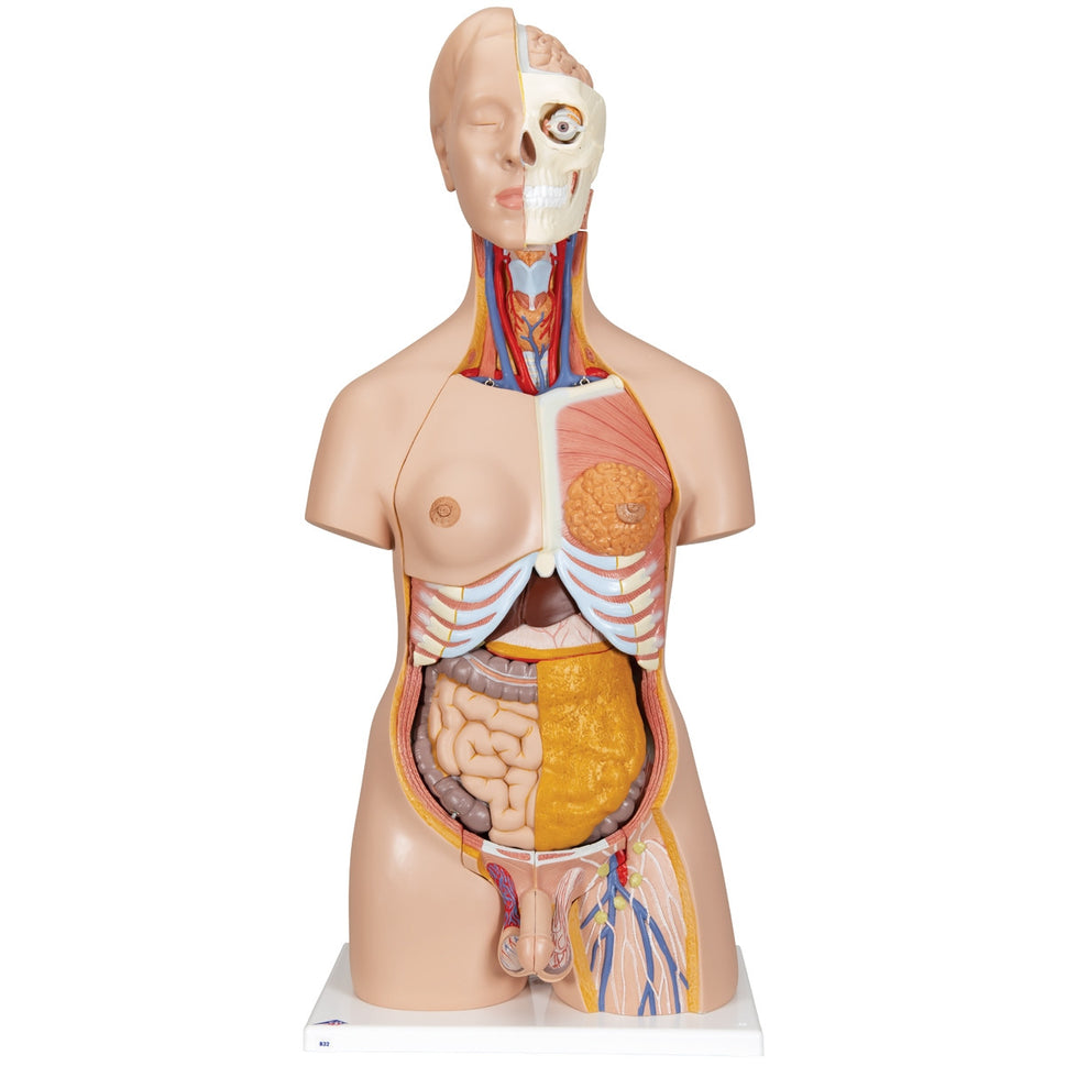 Deluxe Dual-Sex Torso Model (20 part)