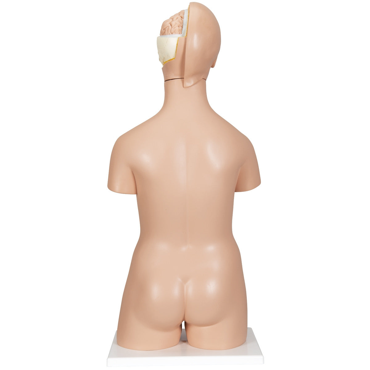 Deluxe Dual-Sex Torso Model (20 part)