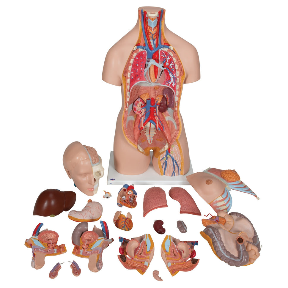 Deluxe Dual-Sex Torso Model (20 part)