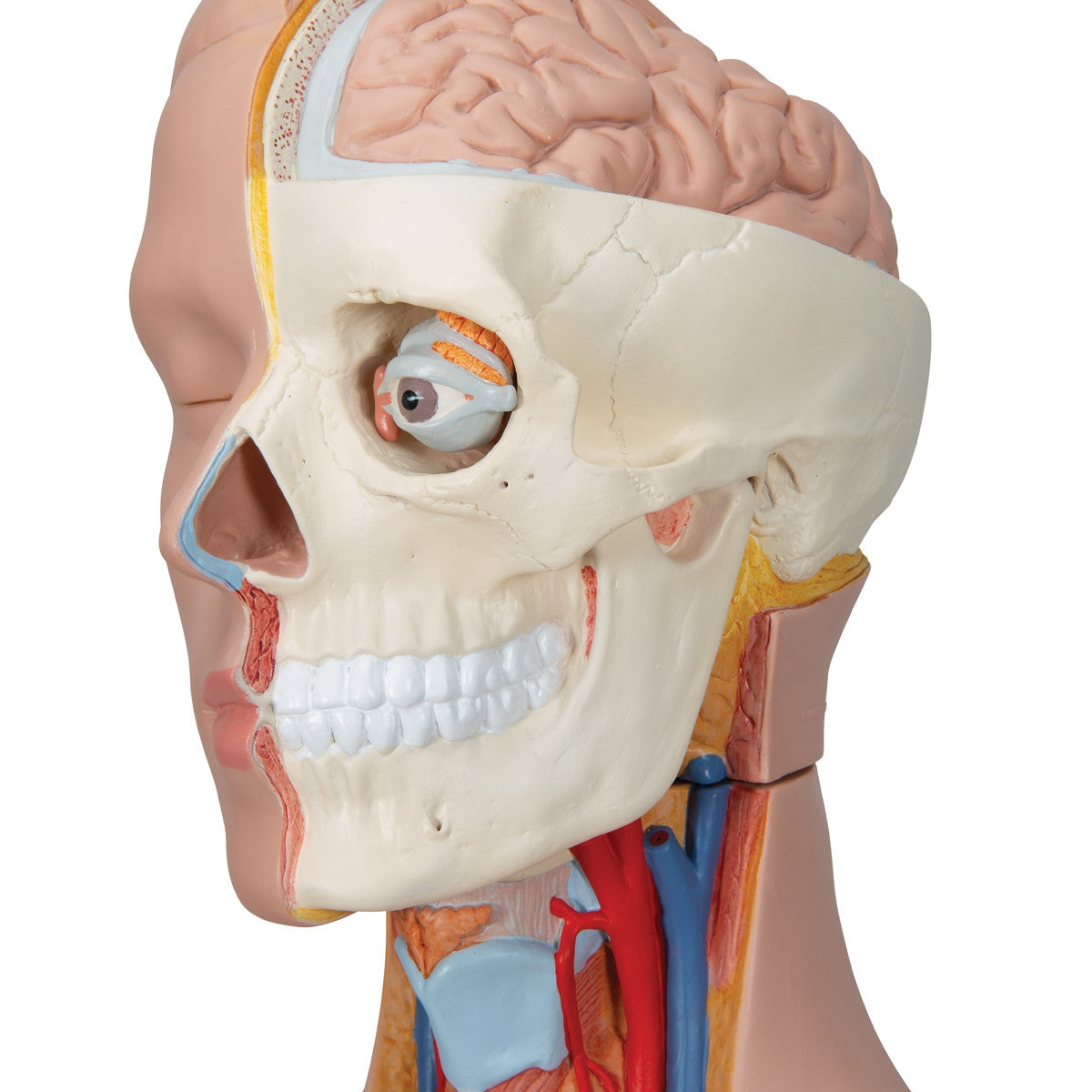 Deluxe Dual-Sex Torso Model (20 part)