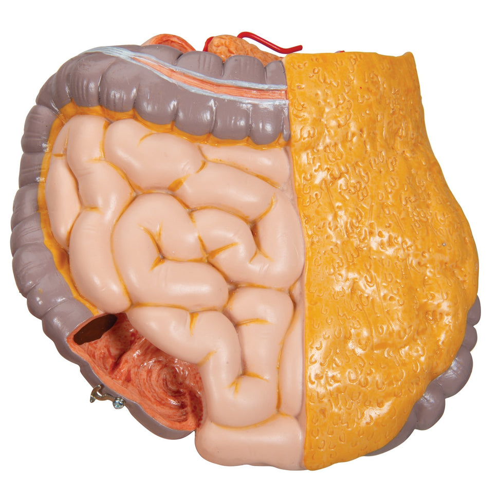 Deluxe Dual-Sex Torso Model (20 part)