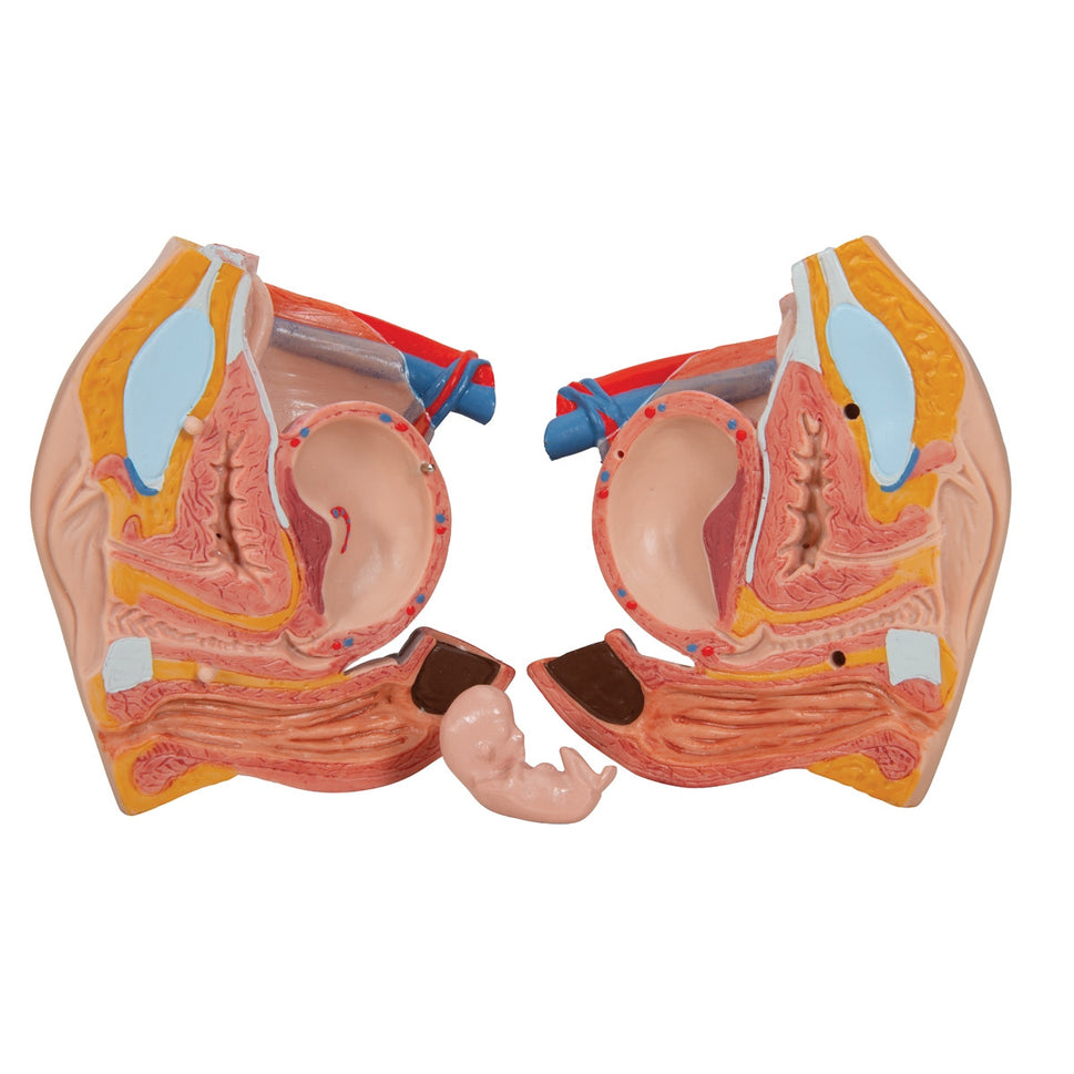 Deluxe Dual-Sex Torso Model (20 part)