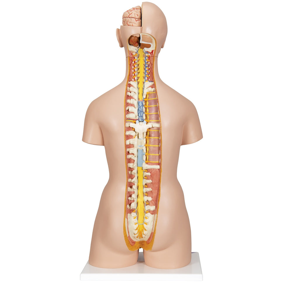 Deluxe Dual Sex Torso Model with Opened Back (28 part)