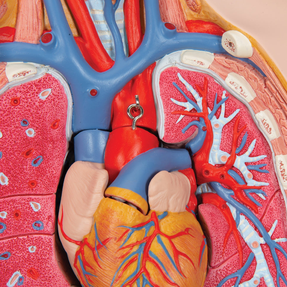 Deluxe Dual Sex Torso Model with Opened Back (28 part)