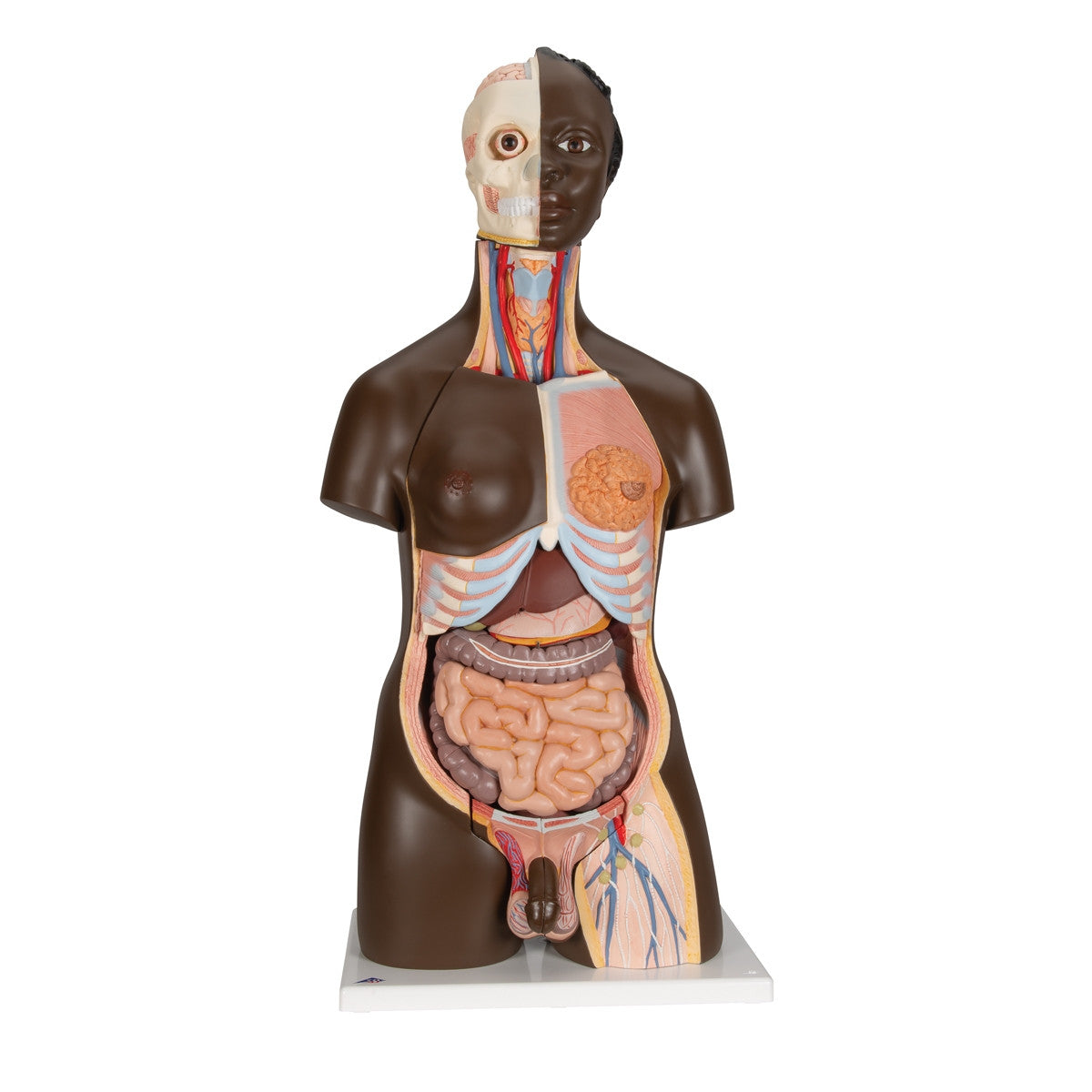 Dark Skin Tone Dual-Sex Torso Model - Anterior View 1000202