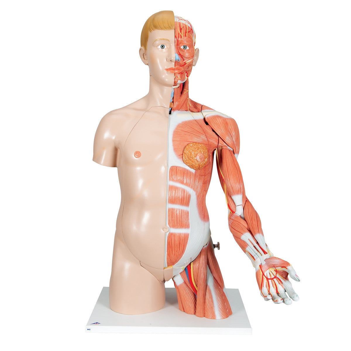 Life-size Dual Sex Torso with Muscle Arm (33 part)
