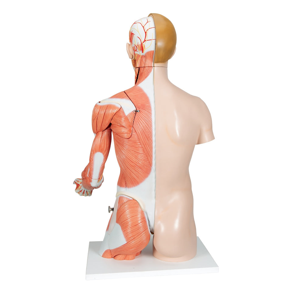 Life-size Dual Sex Torso with Muscle Arm (33 part)