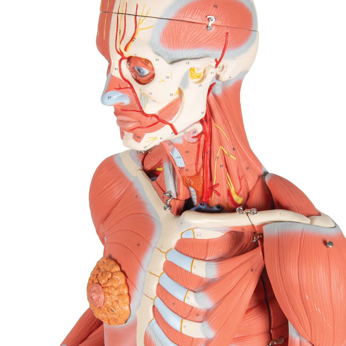 Head, Neck and Upper Body Anatomical Model Featuring Nerves, Vessels, Tissue and Organs.