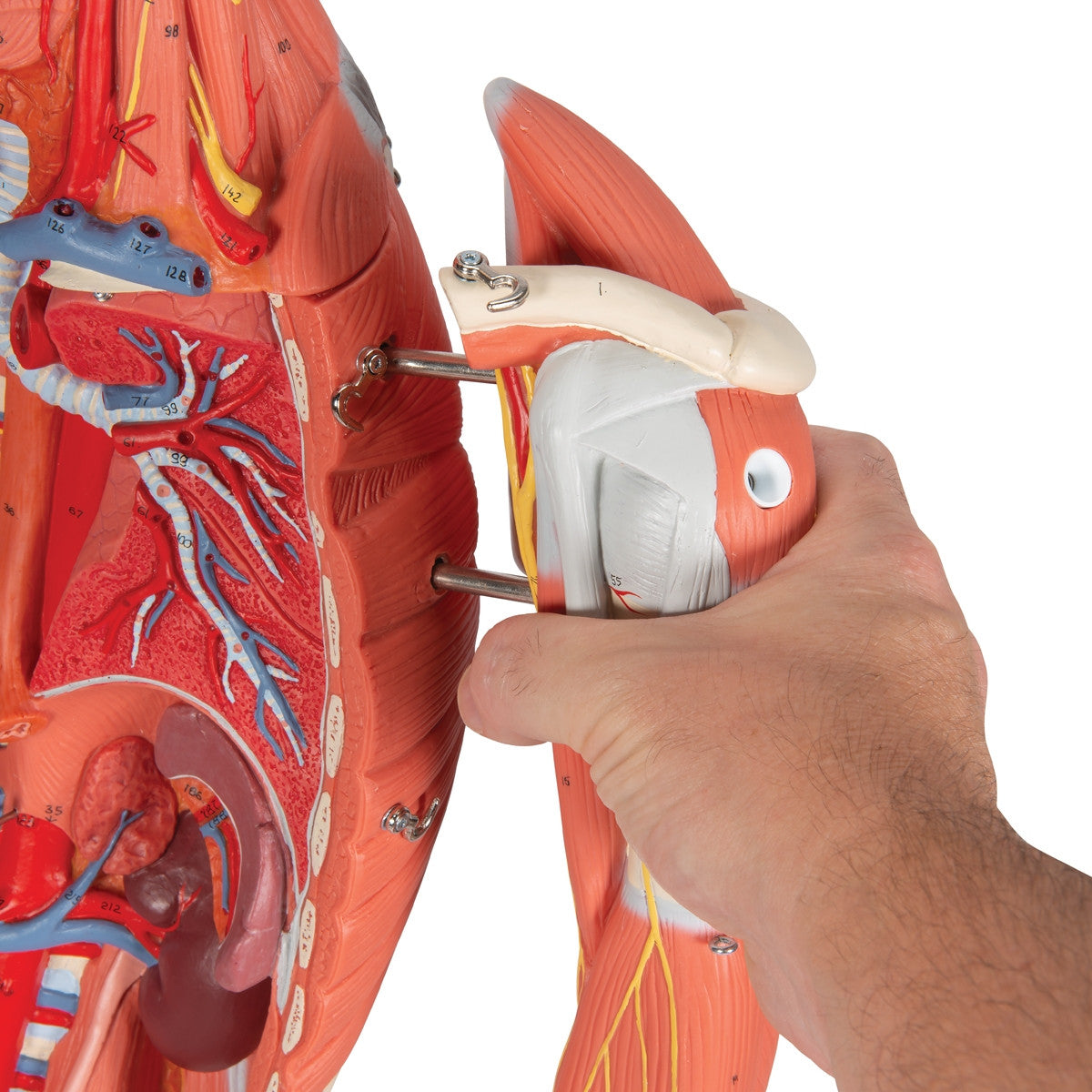 Deluxe Dual Sex Muscle Figure (45 part)