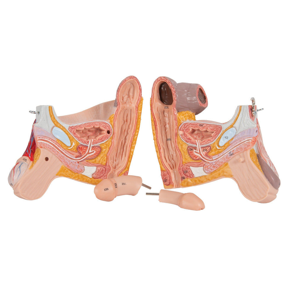 Deluxe Dual Sex Muscle Figure (45 part)