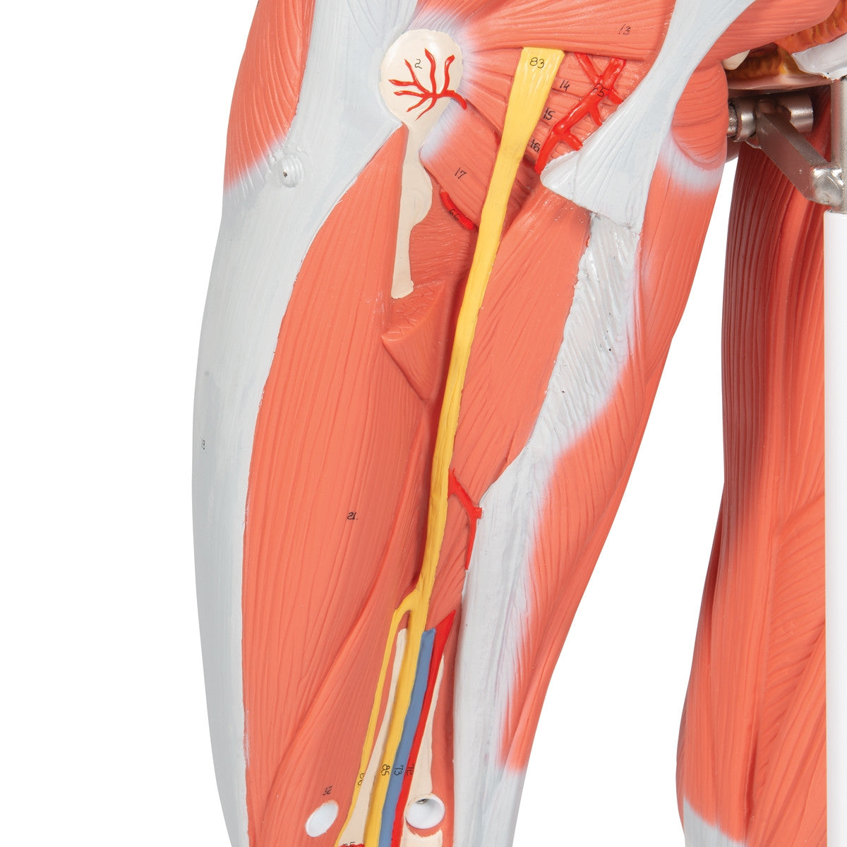 Deluxe Female Muscle Figure (23 part)