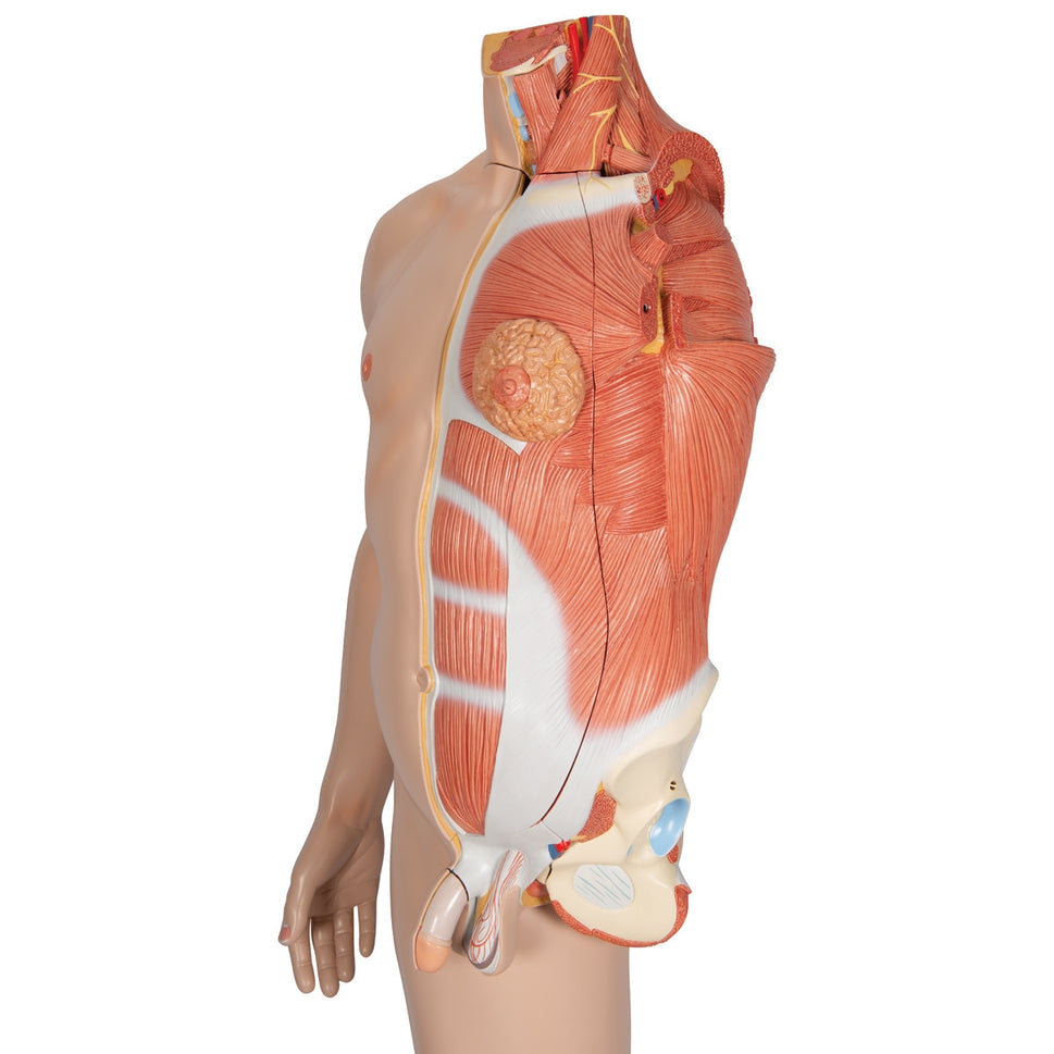 Life-Size Dual Sex Asian Human Figure Model (39 part) Dual Sex Anatomy Model