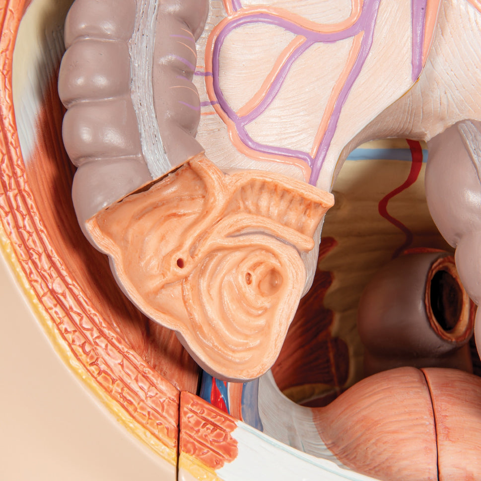 Life-Size Dual Sex Human Figure (39 part)