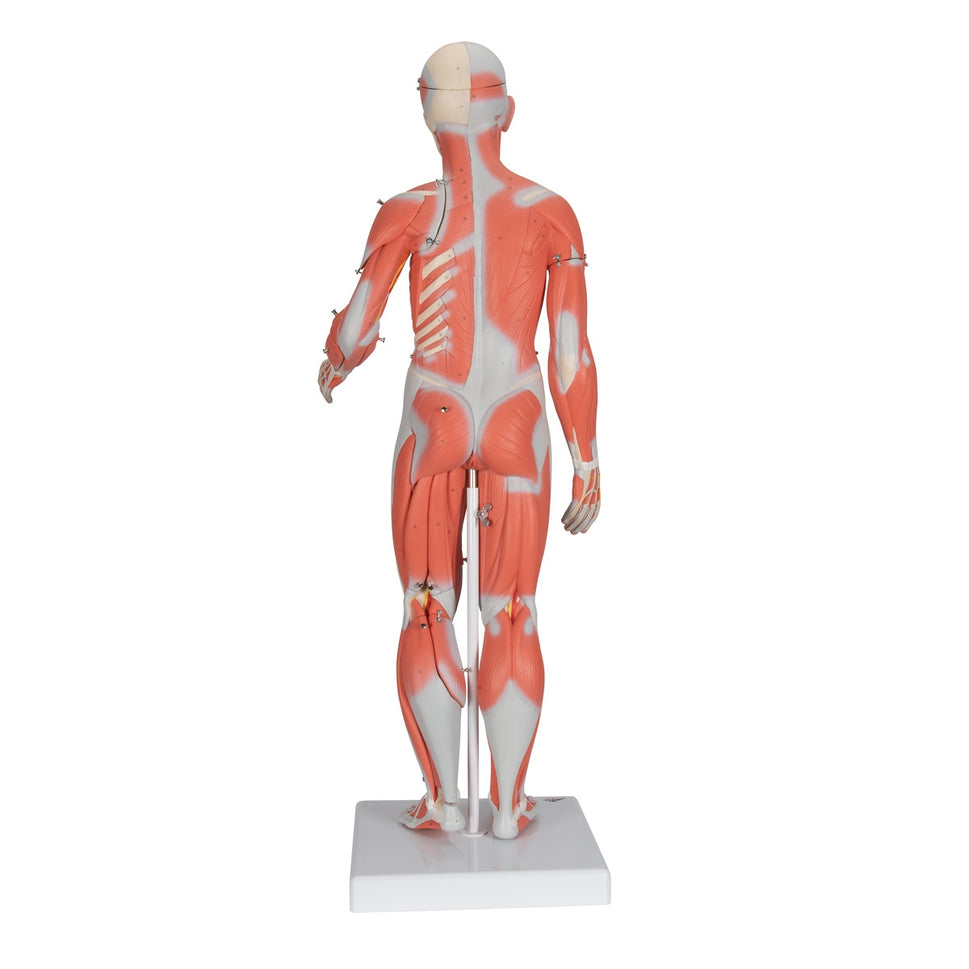 Complete Dual Sex Muscular Figure (33 part)