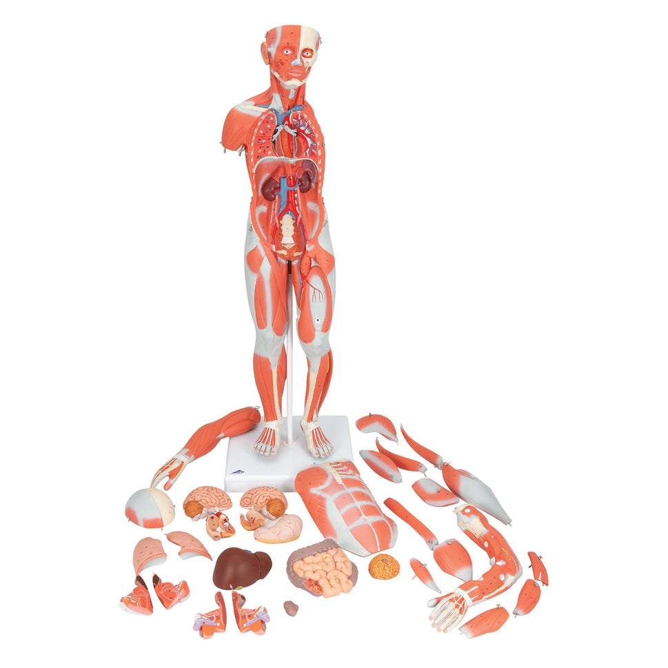 Complete Dual Sex Muscular Figure (33 part)