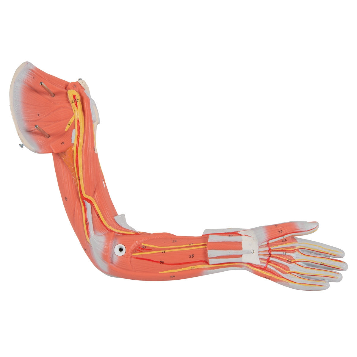 Complete Dual Sex Muscular Figure (33 part)