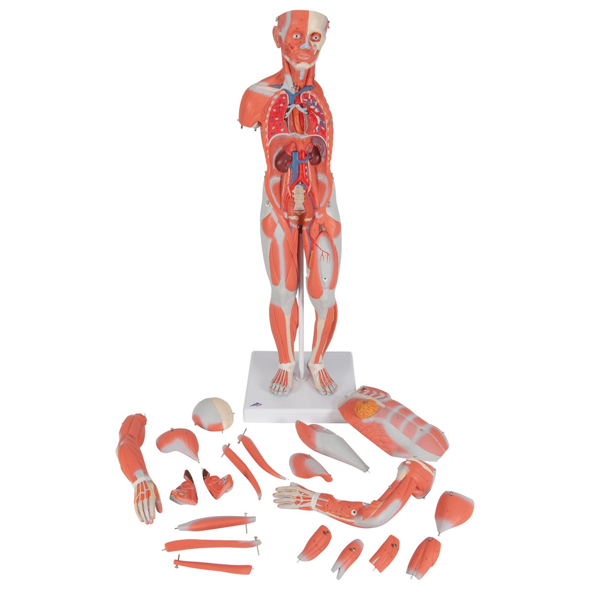 Complete Female Muscular Figure (21 part)