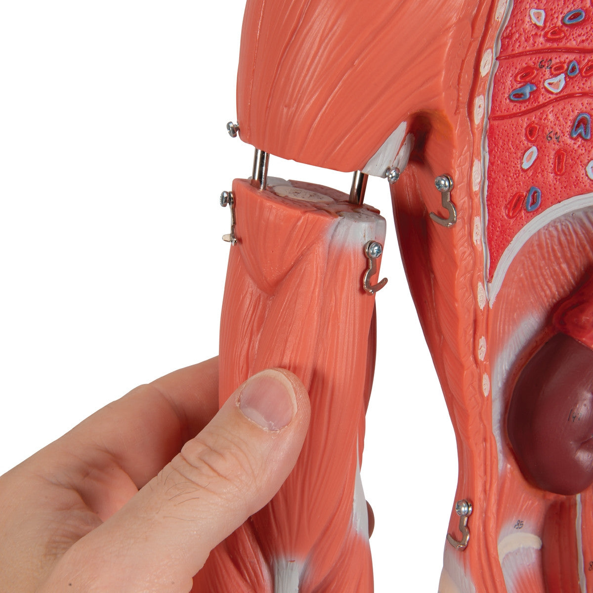 Complete Female Muscular Figure (21 part)