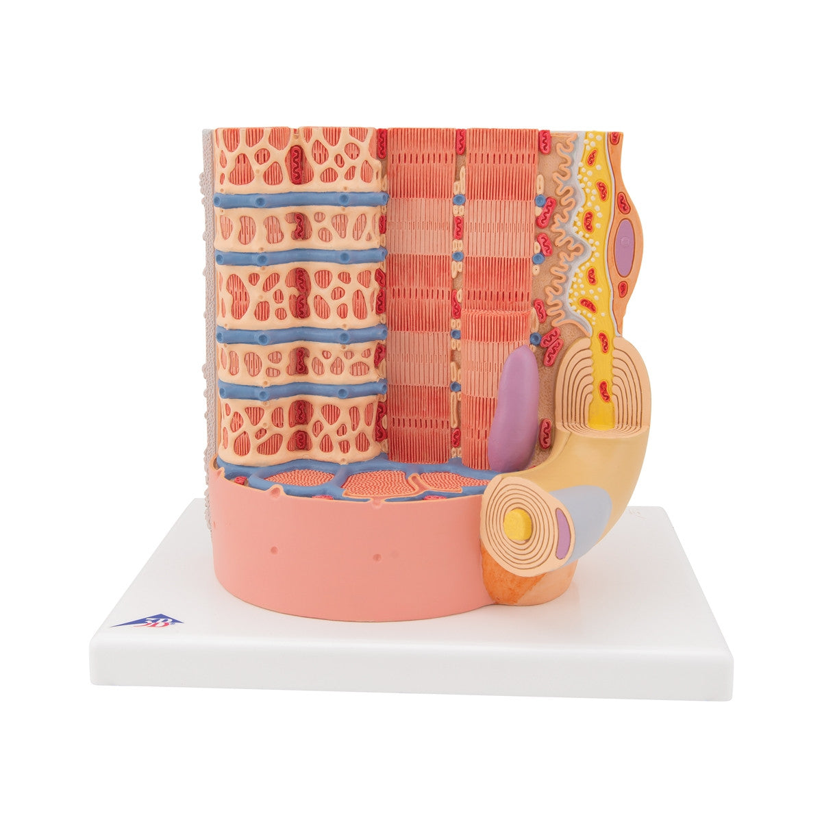 3B MICROanatomy Muscle Fiber Model (X 10,000 enlargement)