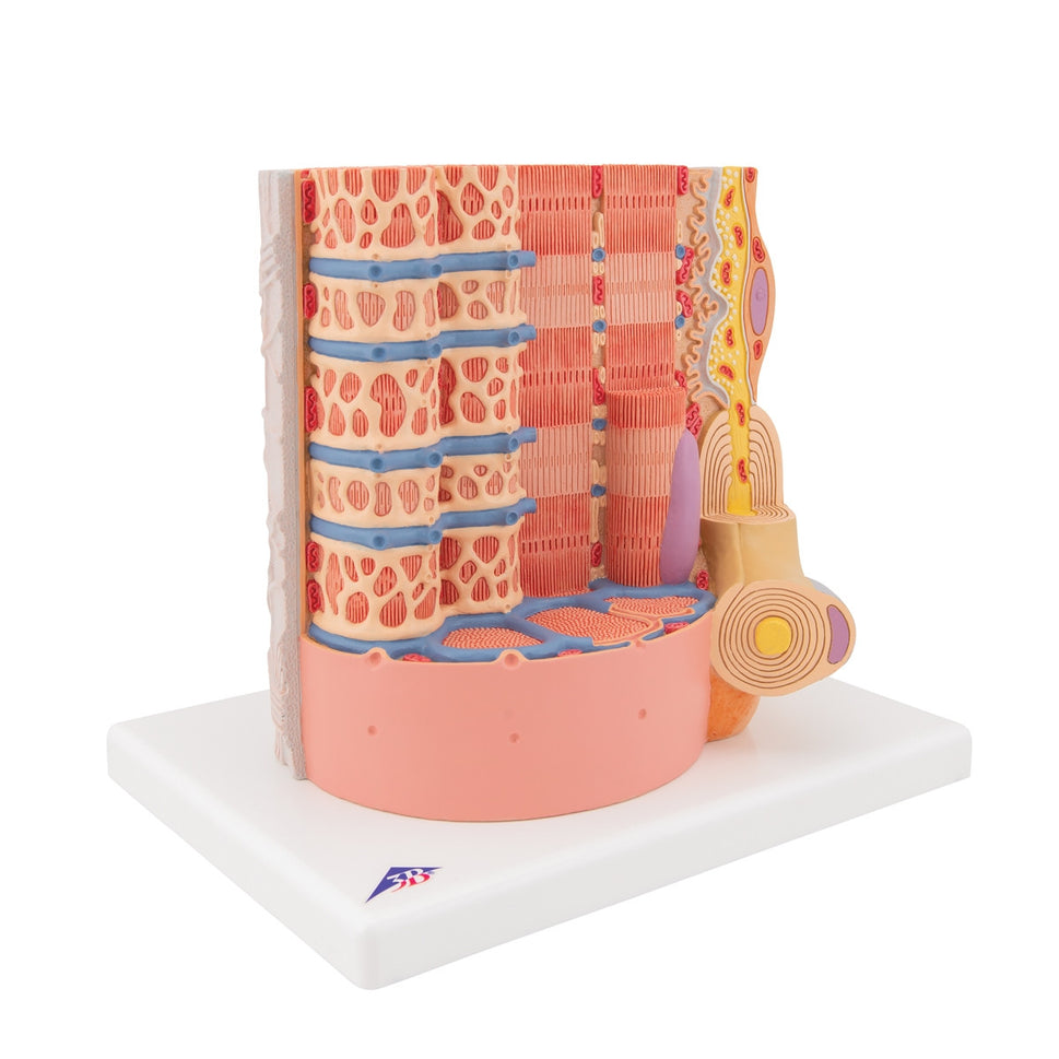 3B MICROanatomy Muscle Fiber Model (X 10,000 enlargement)