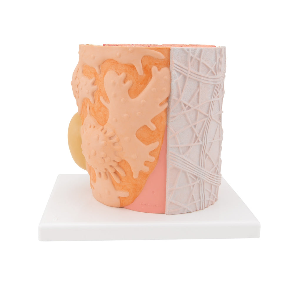 3B MICROanatomy Muscle Fiber Model (X 10,000 enlargement)