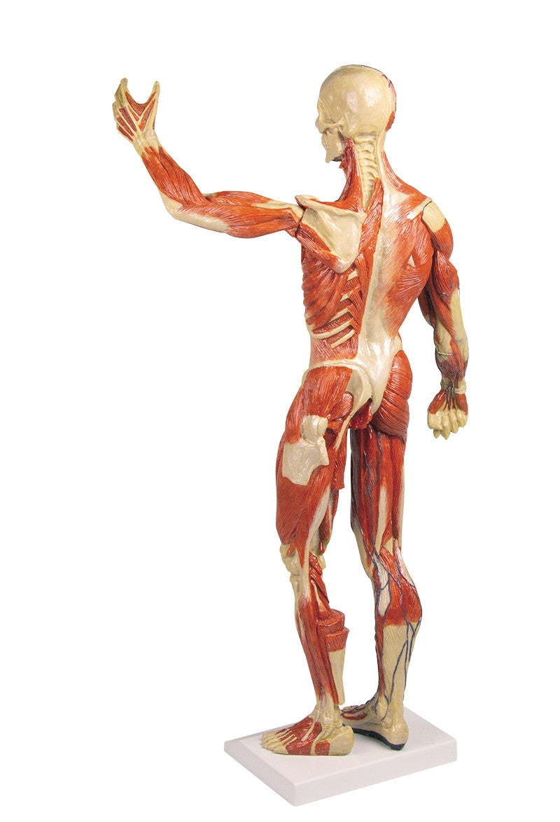 Muscular Figure (1/3 life size)