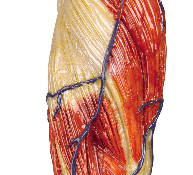 Muscular Figure (1/3 life size)