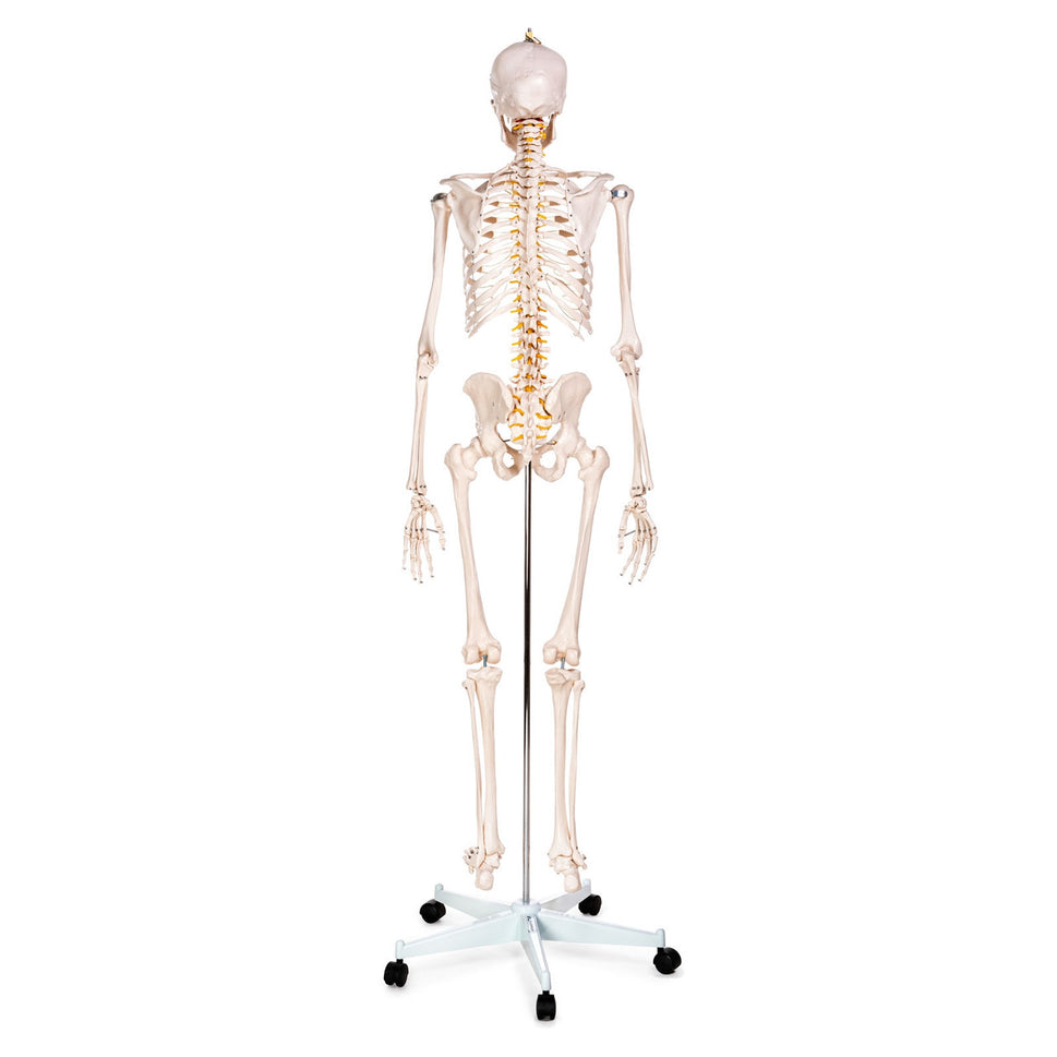 Budget Life-Size Skeleton Model with Female Pelvis