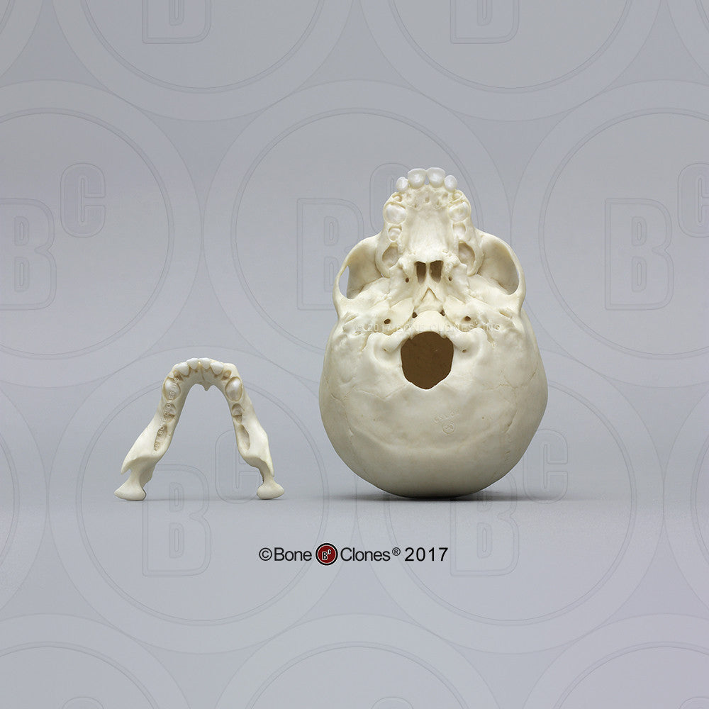 Bone Clones Great Ape Skulls