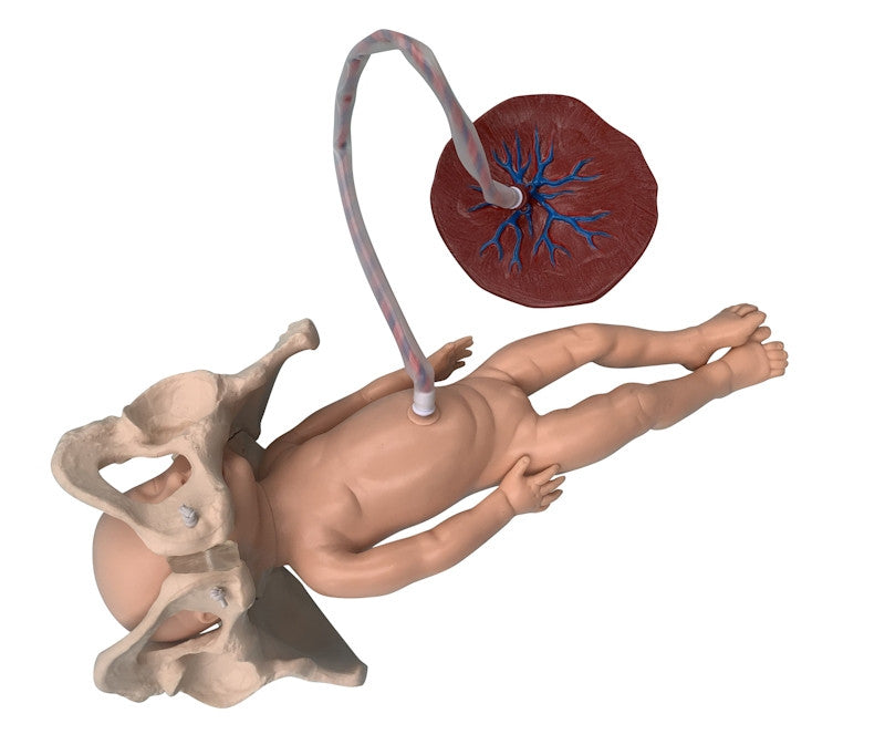 Budget Childbirth Model Set (Pelvis, Foetal Doll and Placenta)