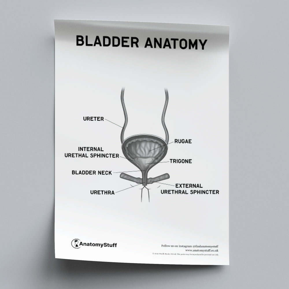 Bladder Anatomy Poster PDF